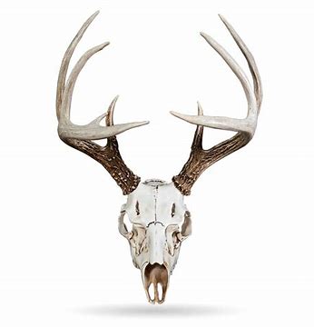 Skull Master Mount Kit- 5inch